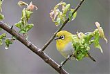 Indian White-eye